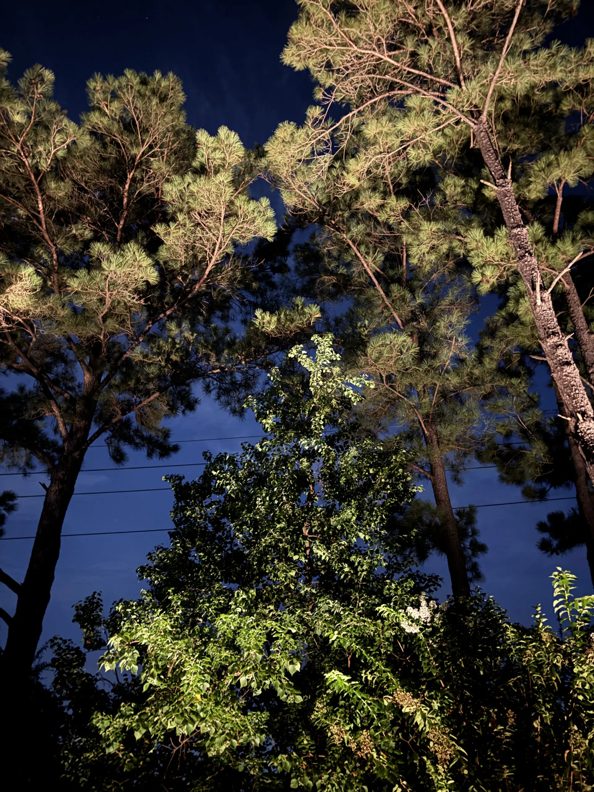 Landscape Lighting in Willow Creek Ranch in Tomball, TX